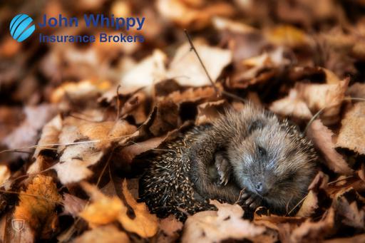 Watch out for hedgehogs this Bonfire Night